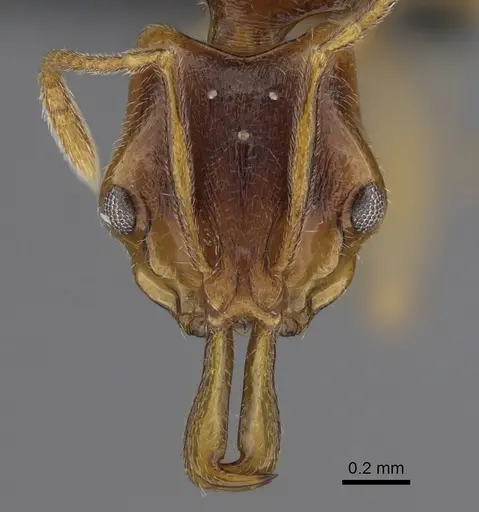 Anochetus graeffei - CASENT0287021