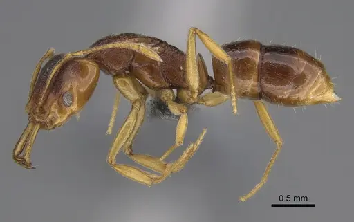 Anochetus graeffei - CASENT0287021