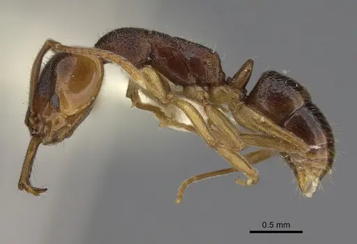 Anochetus graeffei - CASENT0752719