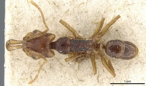 Anochetus graeffei - CASENT0903977