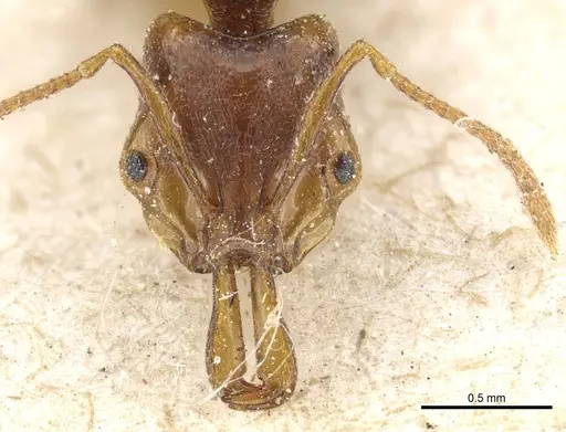 Anochetus graeffei - CASENT0903977