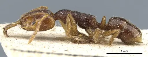 Anochetus graeffei - CASENT0903977