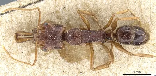 Anochetus graeffei - CASENT0903978