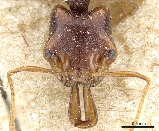 Anochetus graeffei - CASENT0903978