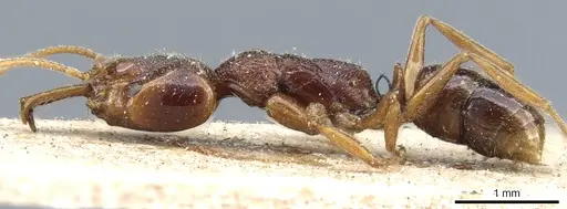 Anochetus graeffei - CASENT0903978