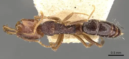 Anochetus graeffei - CASENT0907409