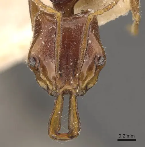 Anochetus graeffei - CASENT0907409