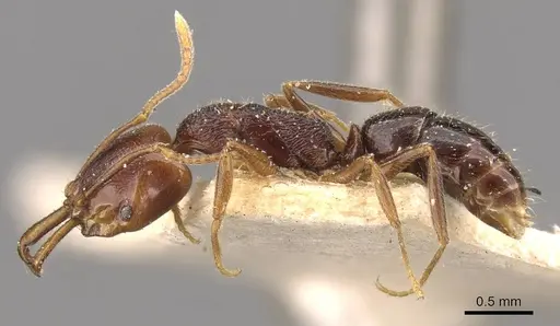 Anochetus graeffei - CASENT0907409