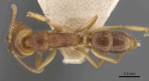 Anochetus graeffei - CASENT0915156