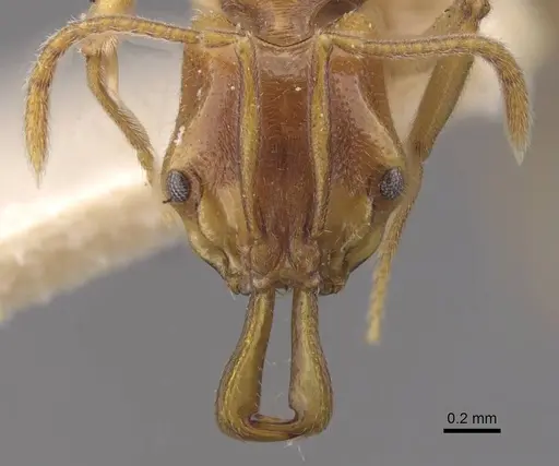 Anochetus graeffei - CASENT0915156