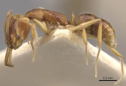 Anochetus graeffei - CASENT0915156