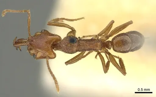 Anochetus graeffei - CASENT0915887