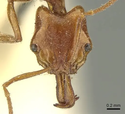 Anochetus graeffei - CASENT0915887