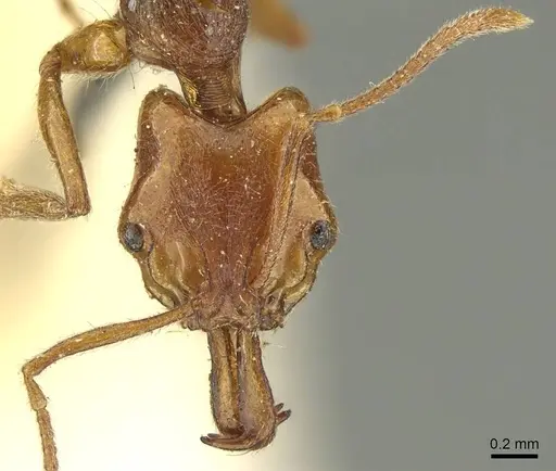 Anochetus graeffei - CASENT0915887