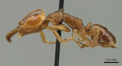 Anochetus graeffei - CASENT0915887