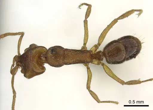 Anochetus graeffei - CASENT0915888