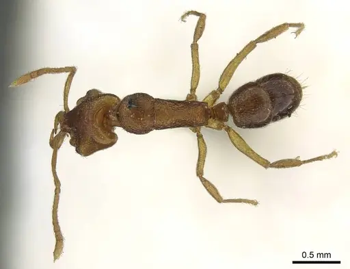 Anochetus graeffei - CASENT0915888