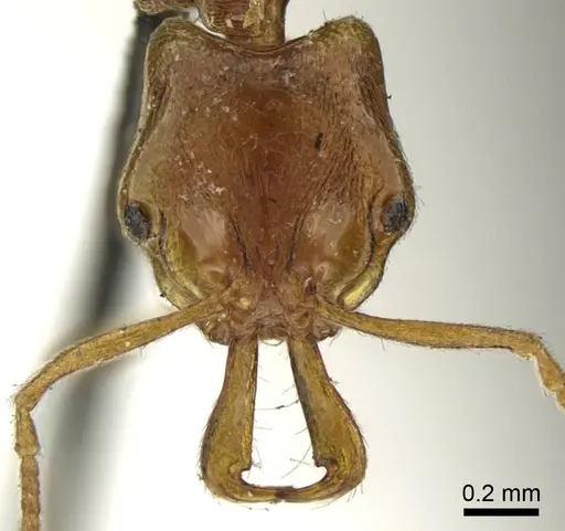 Anochetus graeffei - CASENT0915888