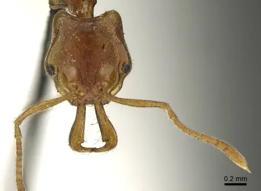 Anochetus graeffei - CASENT0915888