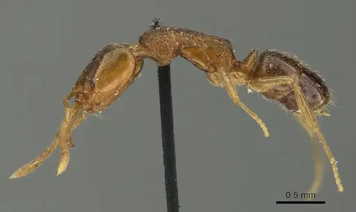 Anochetus graeffei - CASENT0915888