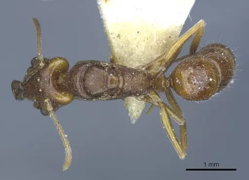 Anochetus graeffei - CASENT0916845