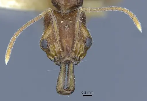 Anochetus graeffei - CASENT0916845