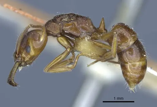 Anochetus graeffei - CASENT0916845