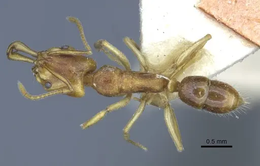 Anochetus graeffei - CASENT0916846