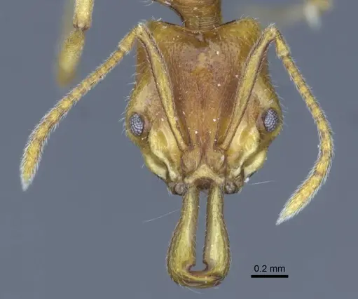 Anochetus graeffei - CASENT0916846