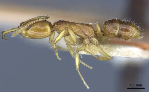 Anochetus graeffei - CASENT0916846