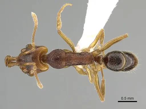 Anochetus graeffei - CASENT0919892