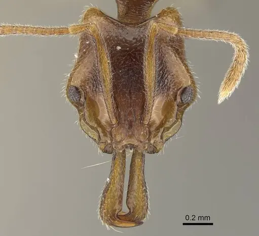 Anochetus graeffei - CASENT0919892