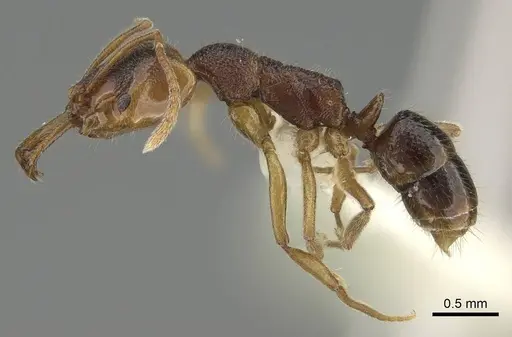 Anochetus graeffei - CASENT0919892