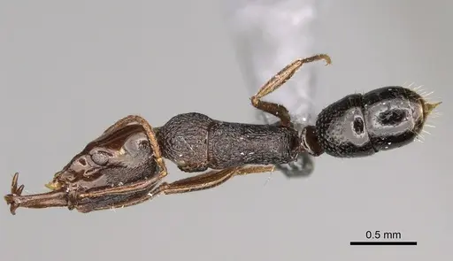 Anochetus graeffei - CASENT0923232