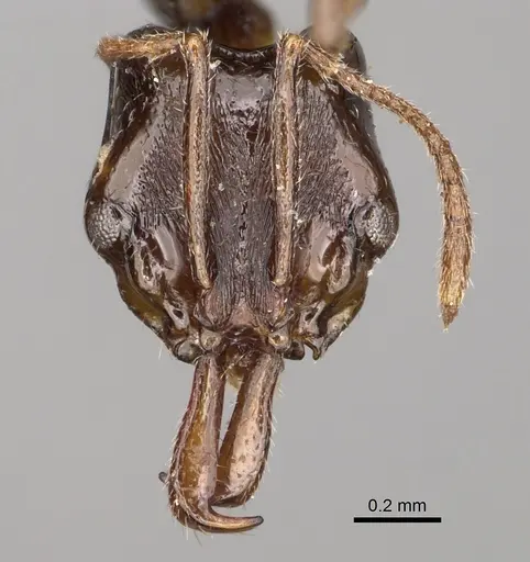 Anochetus graeffei - CASENT0923232