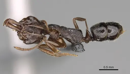 Anochetus graeffei - CASENT0923232