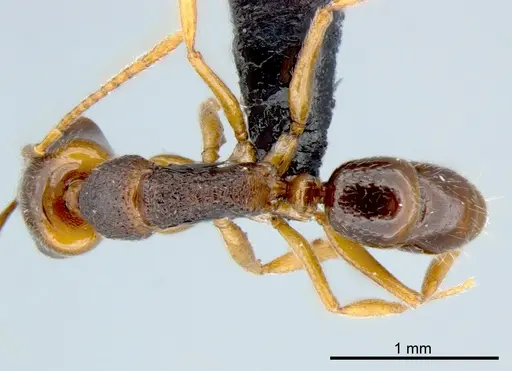 Anochetus graeffei - CSIRONC0006