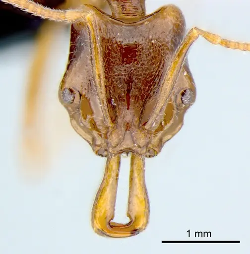 Anochetus graeffei - CSIRONC0006