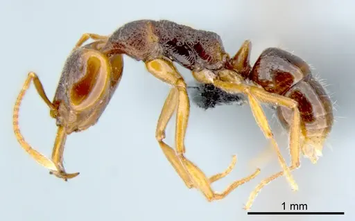 Anochetus graeffei - CSIRONC0006