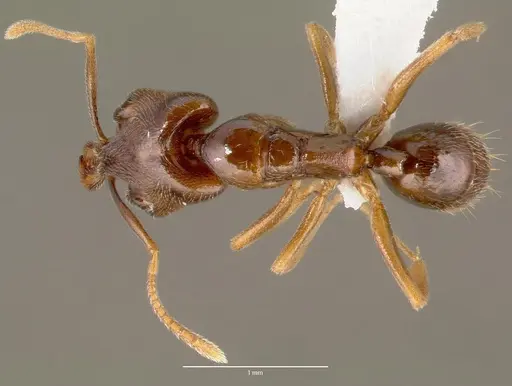 Anochetus grandidieri specimen