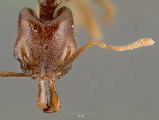 Anochetus grandidieri specimen