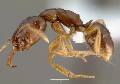 Anochetus grandidieri specimen