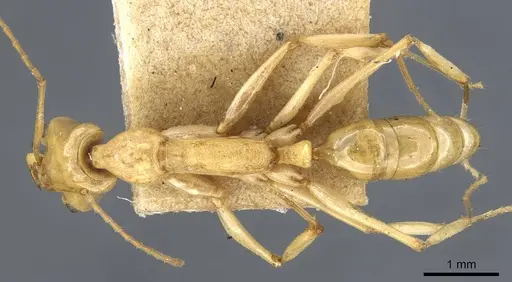 Anochetus haytianus specimen