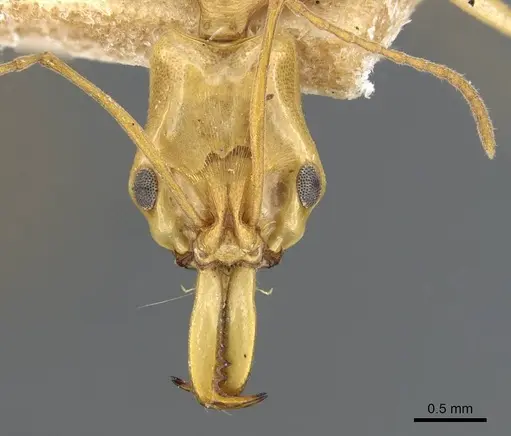 Anochetus haytianus specimen