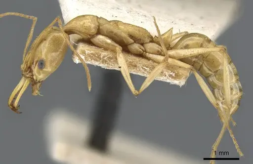 Anochetus haytianus specimen