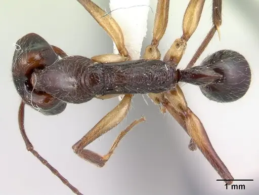 Anochetus hohenbergiae specimen