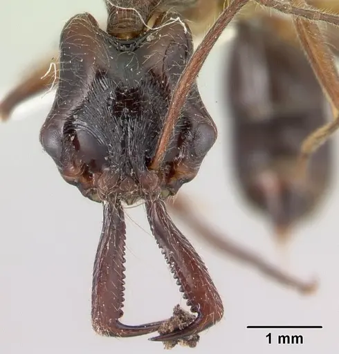 Anochetus hohenbergiae specimen