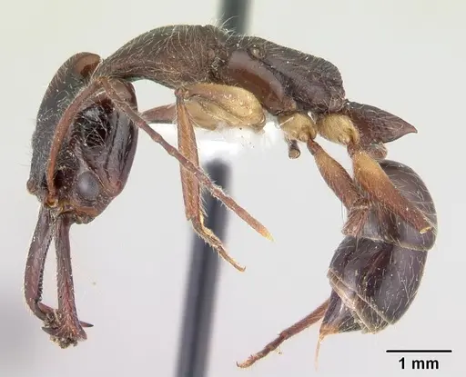 Anochetus hohenbergiae specimen