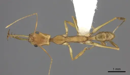 Anochetus horridus specimen