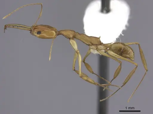 Anochetus horridus specimen